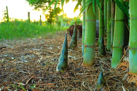 transplanting bamboo shoots|How to Divide and Transplant Bamboo .